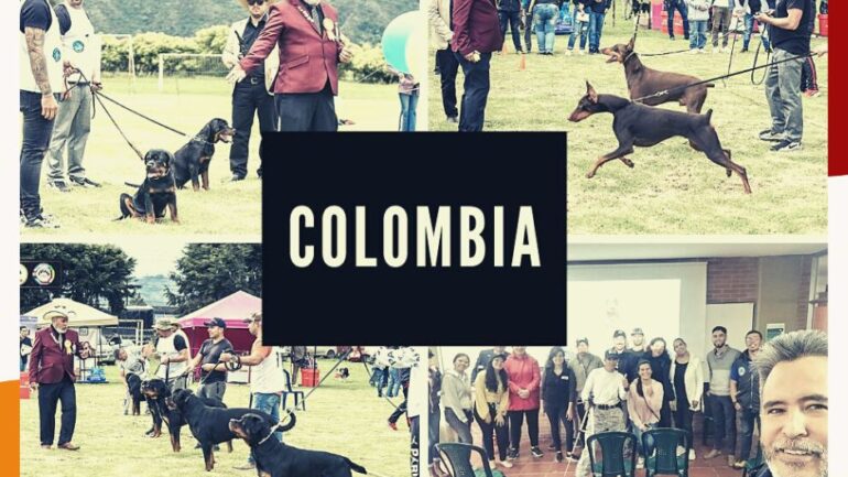 exposicion-canina-colombia-doberman-2022-acp-lima